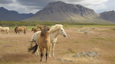 En grupp vita och beigebruna islandshästar i torra gräsmarker, i bakgrunden finns höga berg med gräs växande på de lägre sluttningarna.